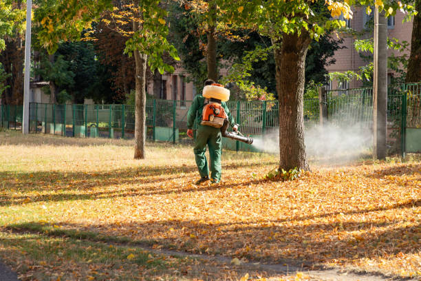 Wasp Removal Services in Oildale, CA