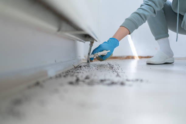 Best Affordable Pest Control Services  in Oildale, CA